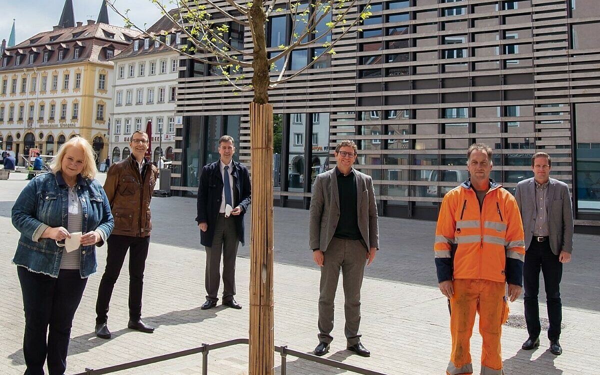 Auf dem Unterern Markt in Würzburg steht ein "Klimabaum" - eine Stadt-Ulme.niert Auf dem Unterern Markt in Würzburg steht ein "Klimabaum" - eine Stadt-Ulme.niert